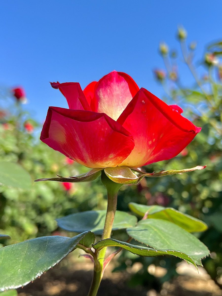 ︎𖧧 西沢 春海 tweet media