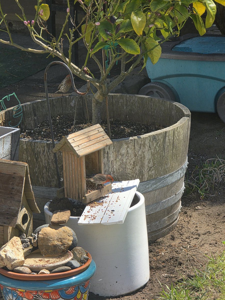 butternutz tweet media