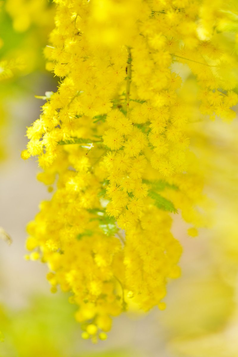 おはようございます
馬見丘陵公園のミモザ
昨日は最北端へ行きました
観光案内所で到達証明書が貰えるはずが閉鎖中
お土産物屋さんで有料になってました😮‍💨
Ps.稚内は物価が異常に高い
 #ミモザ 
 #馬見丘陵公園