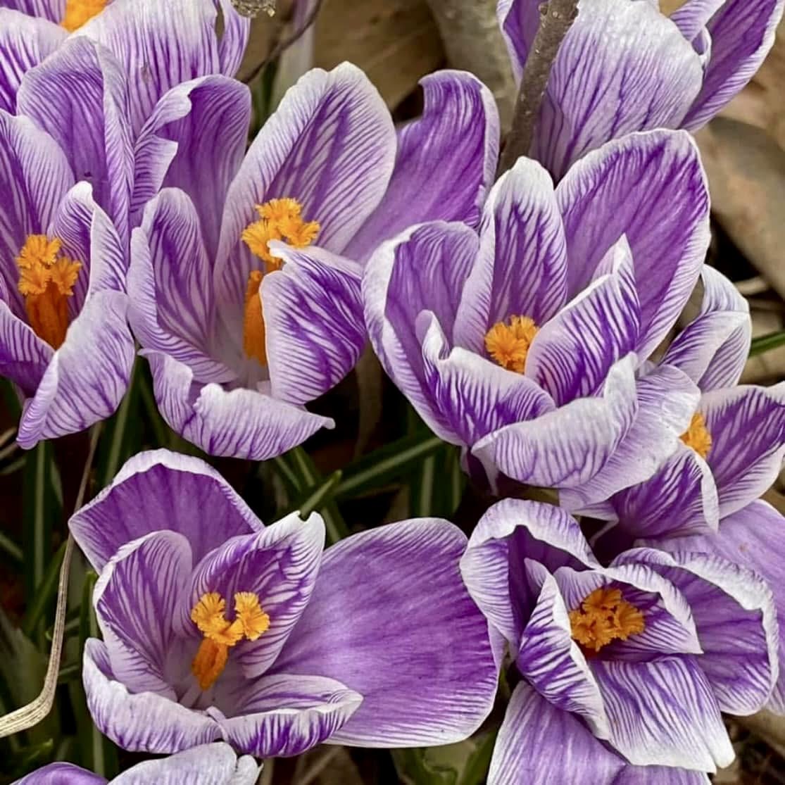 BryanMarquard's tweet image. Flowerback Friday (terrible pun) of blossoms from past years. Today's blooms don't measure up yet, spectacularly speaking. #flowerstagram #SpringFlowers