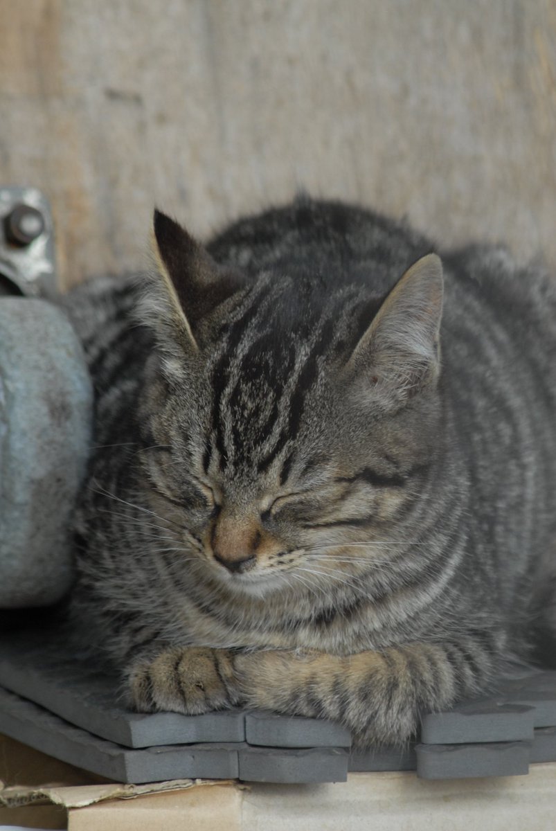 おはようございます。
今日は暖かくなるそうです。

カメラ　D200
レンズ　Ai600mmf5.6s
#ニコン　#D200 #オールドレンズ　#CCD #猫