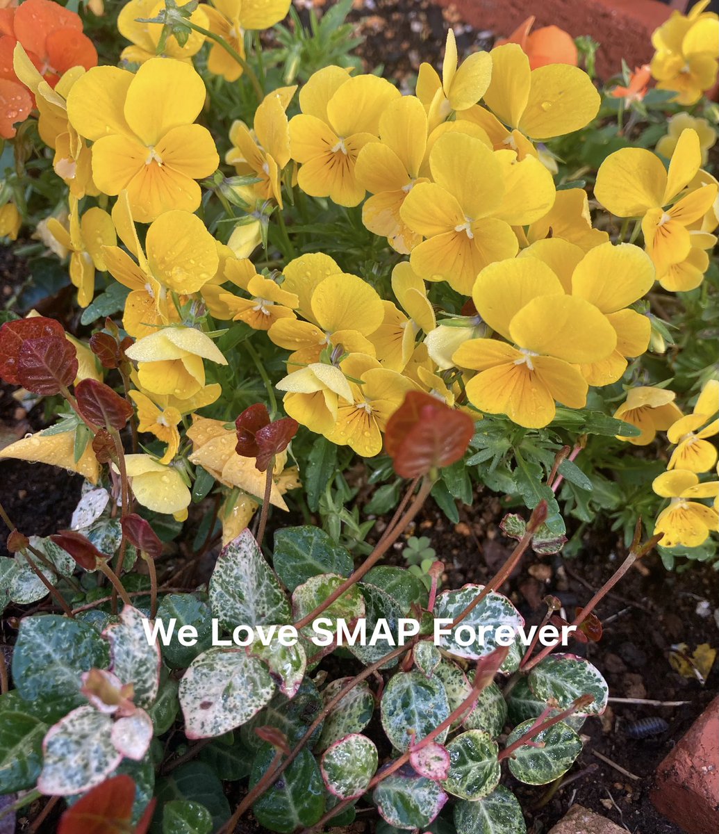 ［・×・］ひのちこ📎🖇🌼 tweet media