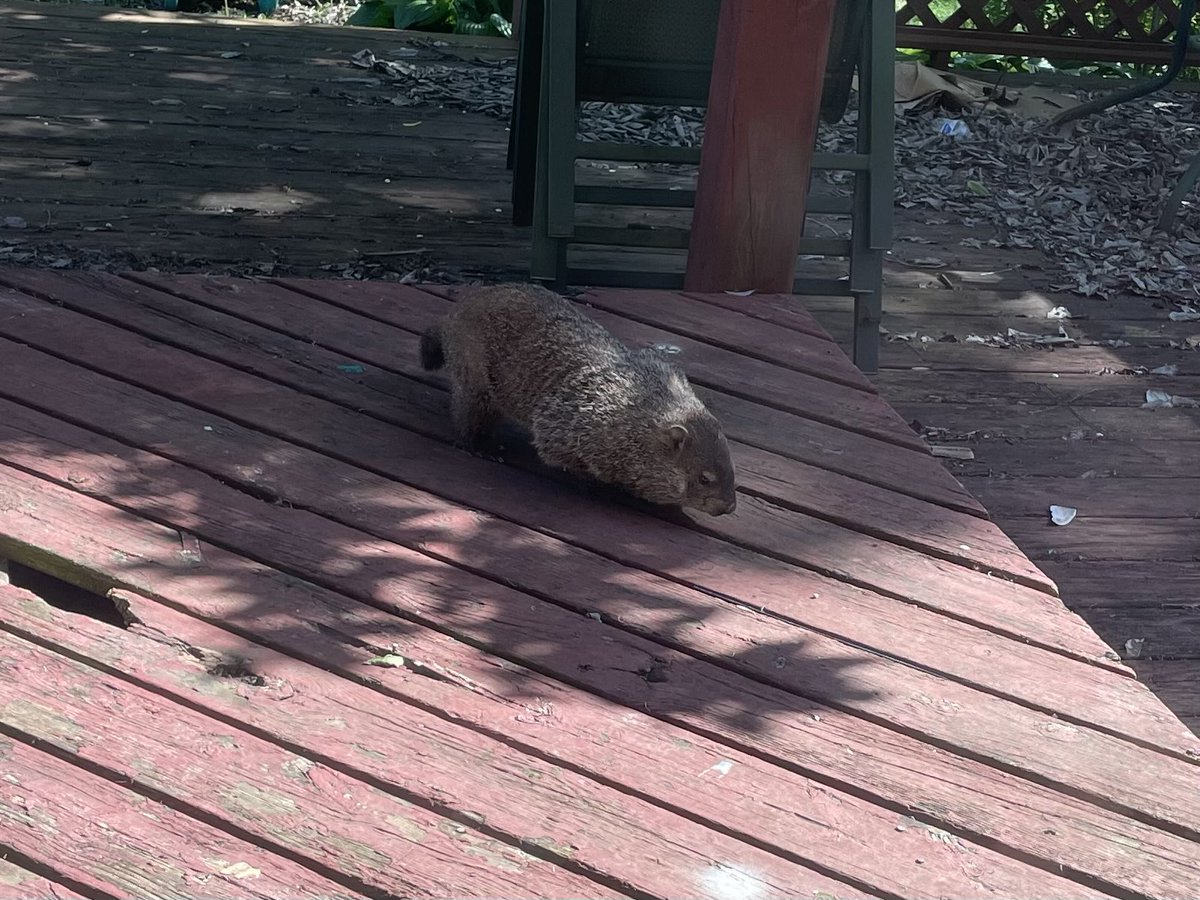 Scarlett tweet media