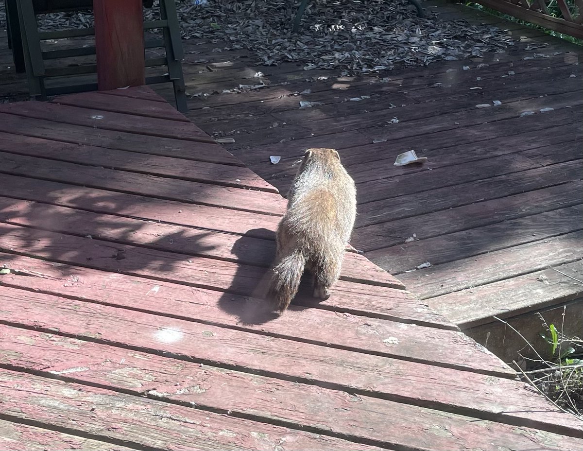 Scarlett tweet media