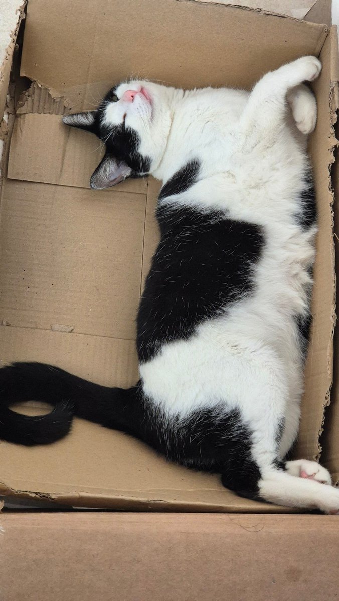 Dev javanizado tweet media