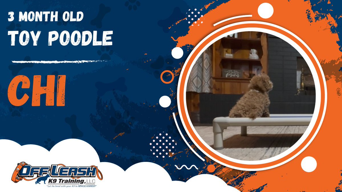 olk9georgia's tweet image. Chi | 3 Month Old Toy Poodle | 1 Week Puppy Board &amp;amp; Train

Trainer: Elizabeth

youtu.be/xQBYNSztWRI

#DogTraining #ObedienceTraining #DogTrainingVideos #PuppyTraining