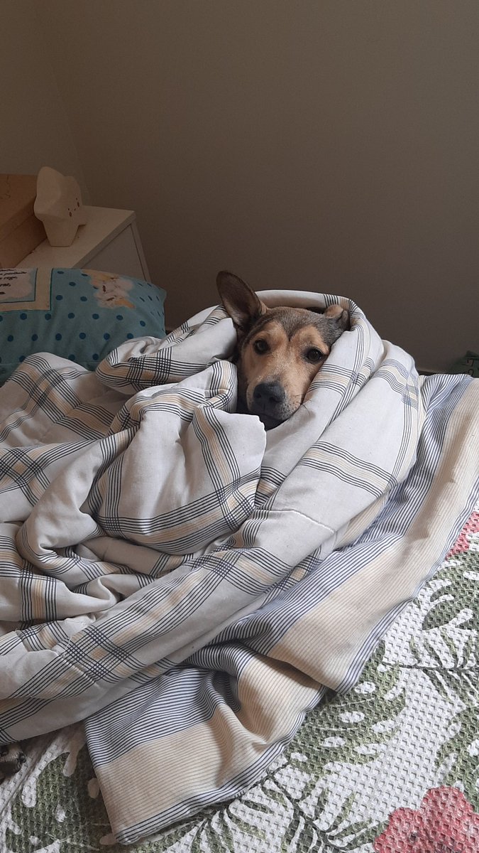 •Malůzïs• ☯︎ ᵈᵒ ᶦᵗ VAI VER O SKZ tweet media