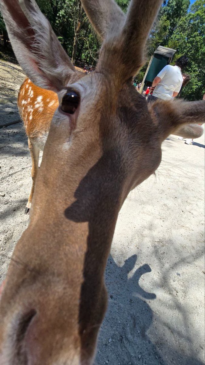 Lynxzyboy tweet media