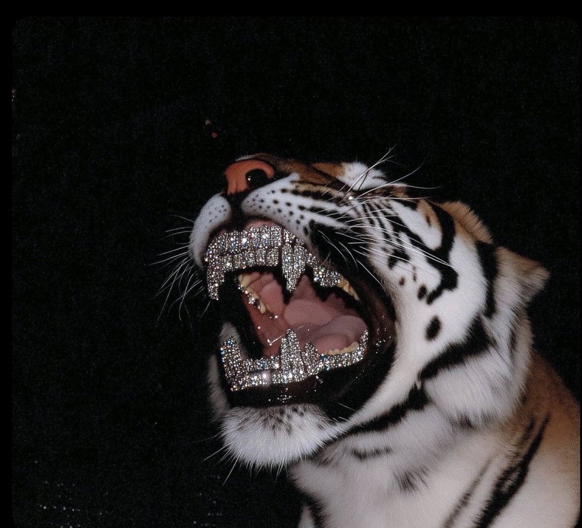 Ⓜ️👀🐅
