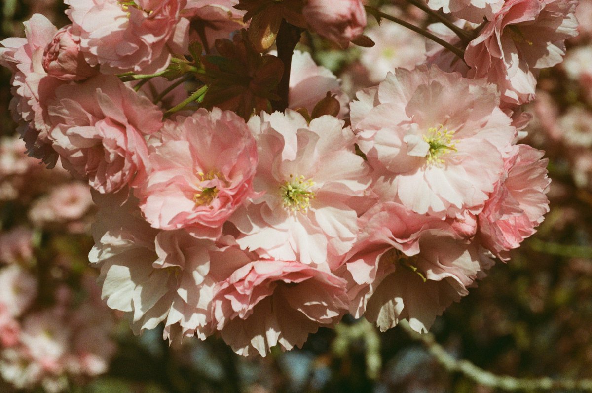 Flowers.