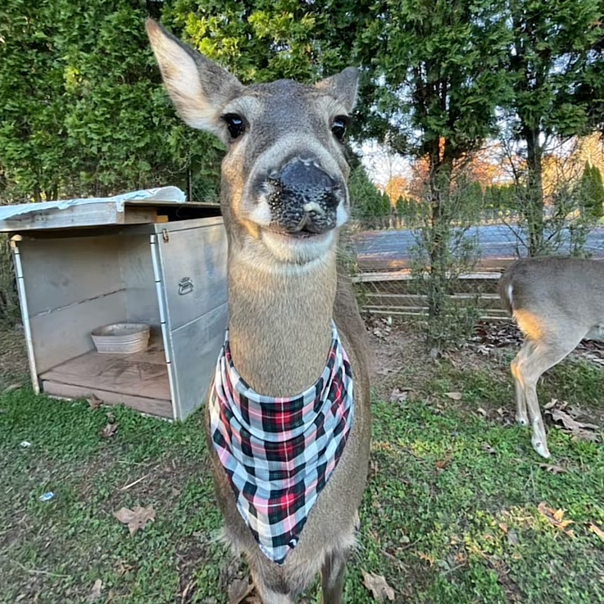 daily bambichael tweet media