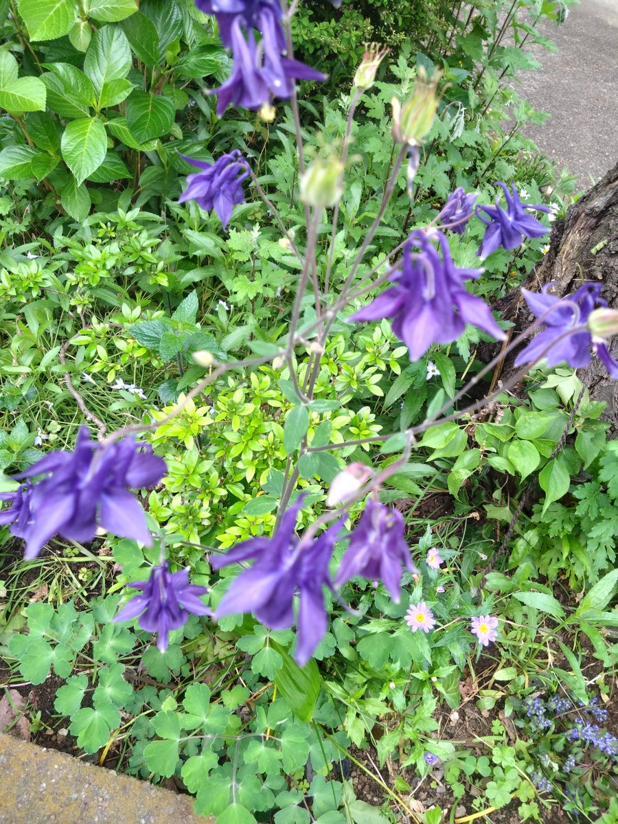 しゃもじ tweet media