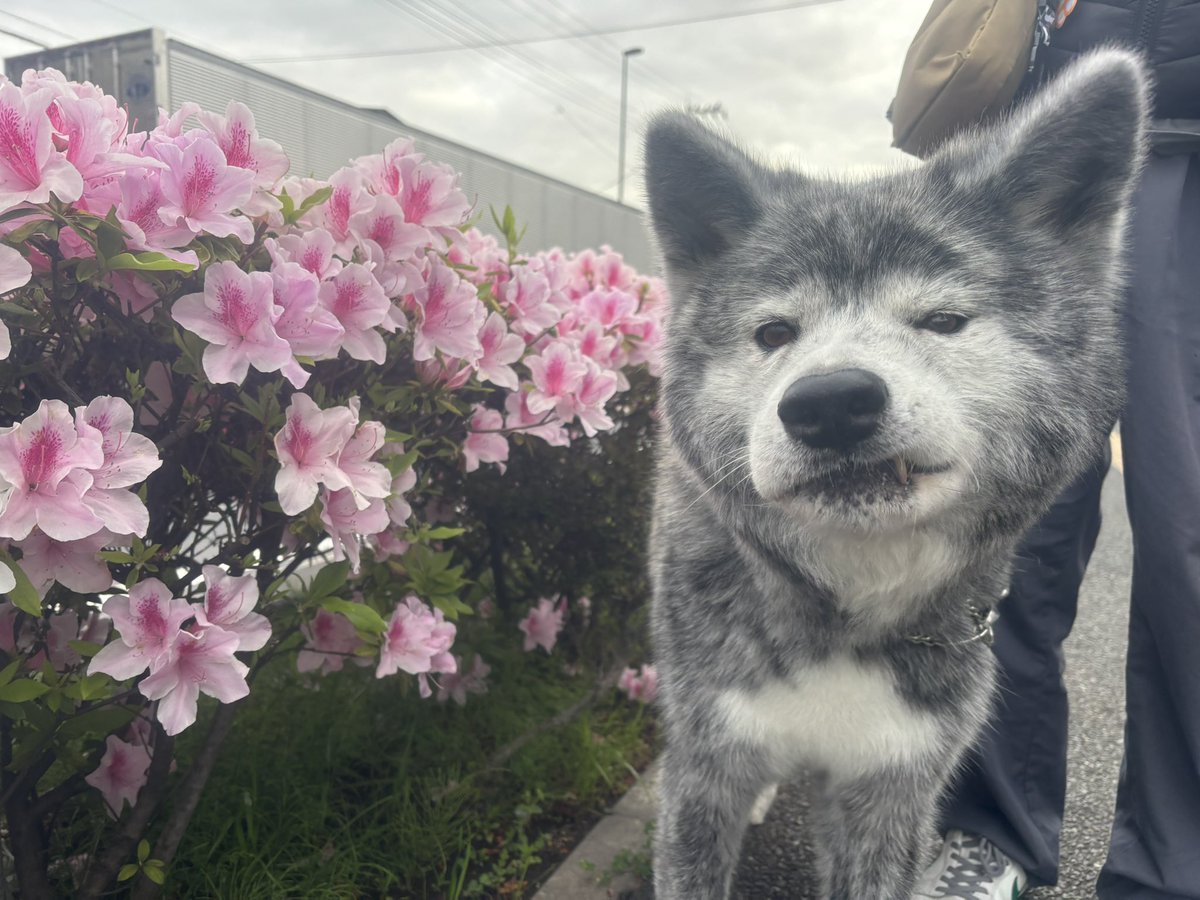 茜☆丸 tweet media