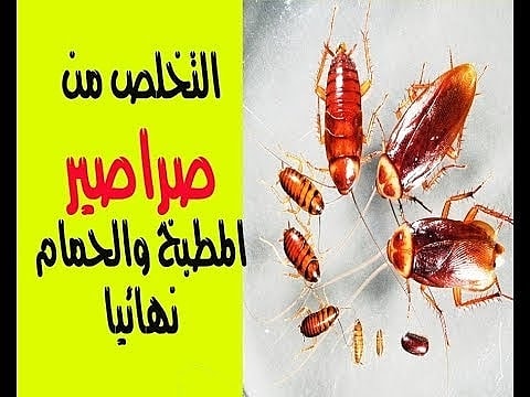 shrkt15's tweet photo. شركة مكافحة حشرات بالاحساء 
مكافحة جميع انواع الحشرات 

رش مبيدات بالاحساء 
مكافحة حشرات مع الضمان
شركة تنظيف افران الغاز بالاحساء 
صيانه افران الغاز 

شركة تنظيف فلل شقق خزانات بالاحساء
تنظيف المكيف 25 ريال العرض لأكثر من 6 مكيفات 
اتصل الان والحق العرض 0551573995 https://t.co/Z8gtoyMfDB