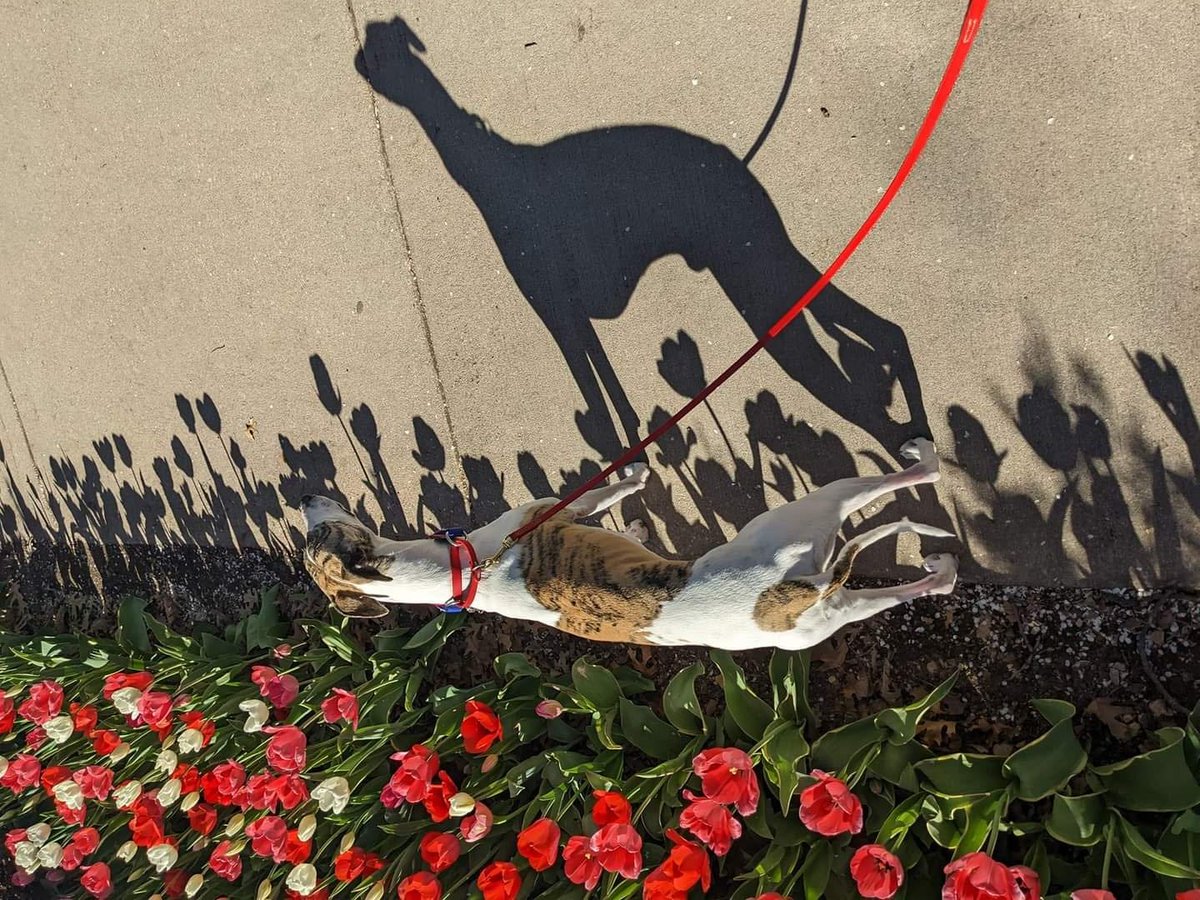 Sean Spence and my dog deep in tulips this time of year. Listen for these highlights Sunday on MAX 93.5 FM from 9am to Noon...
* Cheap Classic Rock Ringtones, hi-fi version with Doobs Bros
* Something to do at the Delco Fairgrounds
* Jon Bovi from SNL Weekend Update
9am Sunday!