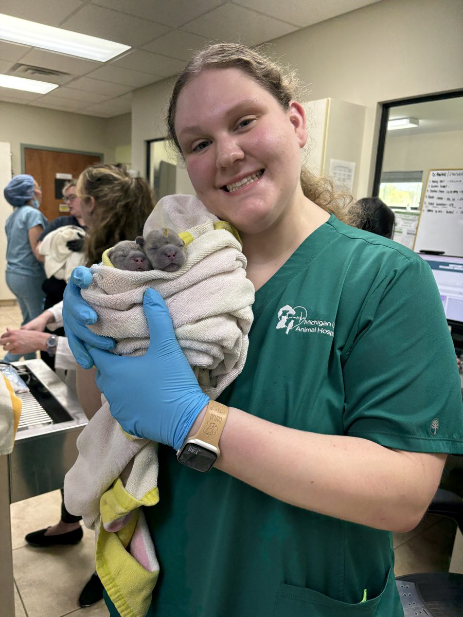 MCAnimalDoctor's tweet image. The best kind of "special delivery!" 🐾

Our team welcomed 7 beautiful Frenchie puppies today via C-section! Mom is recovering perfectly and all 7 babies are healthy and active. Join us in congratulating the new family! ❤️

#Frenchies #VetMed #NewArrivals #AnimalHospital