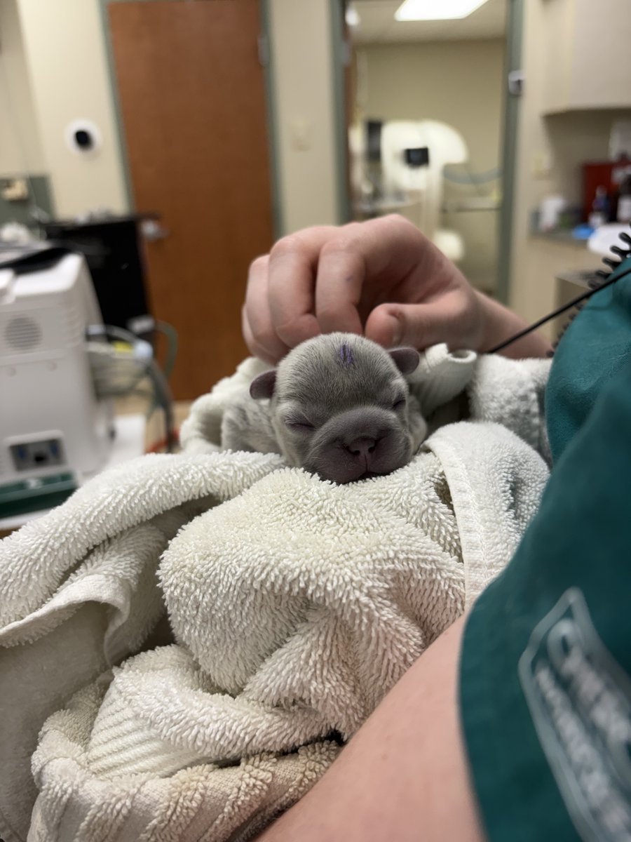 MCAnimalDoctor's tweet image. The best kind of "special delivery!" 🐾

Our team welcomed 7 beautiful Frenchie puppies today via C-section! Mom is recovering perfectly and all 7 babies are healthy and active. Join us in congratulating the new family! ❤️

#Frenchies #VetMed #NewArrivals #AnimalHospital