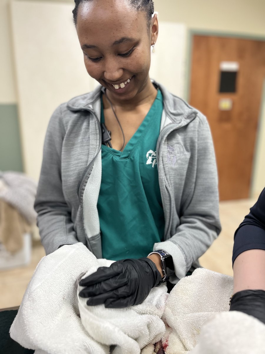 MCAnimalDoctor's tweet image. The best kind of "special delivery!" 🐾

Our team welcomed 7 beautiful Frenchie puppies today via C-section! Mom is recovering perfectly and all 7 babies are healthy and active. Join us in congratulating the new family! ❤️

#Frenchies #VetMed #NewArrivals #AnimalHospital