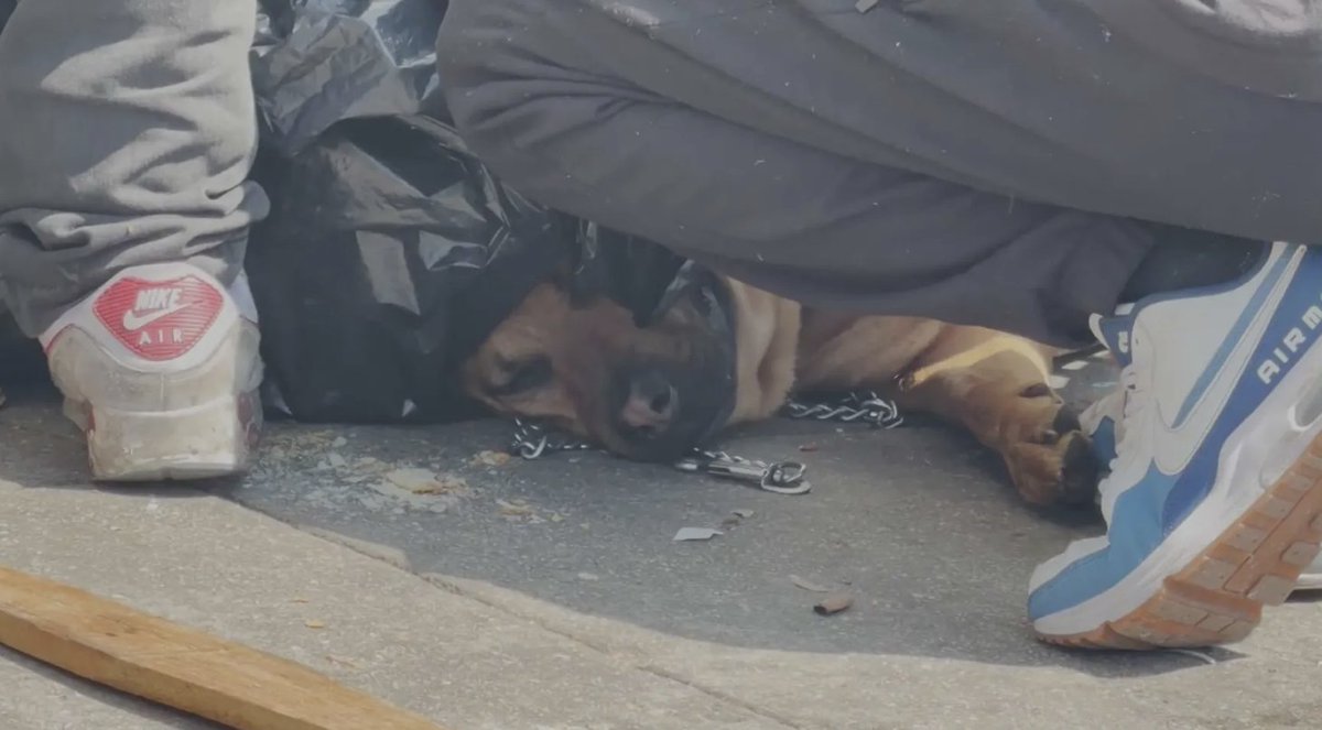 JoeyTuccio tweet media