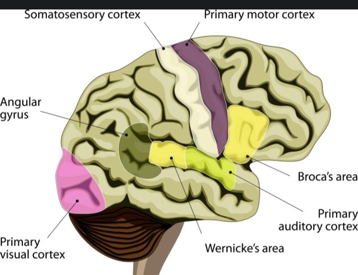 Çok akıcı konuşuyor ama hiçbir şey anlatmıyor olabilir misiniz? 🗣️🌀
Wernicke Afazisi’nde kelimeler bir sel gibi akar ama anlam tamamen kaybolur. "Kelime Salatası" dediğimiz bu büyüleyici ve hüzünlü durumu keşfediyoruz. 🥗📉 youtu.be/__dcF_BE4Ks?si… #DilVeKonuşmaTerapisi #Nöroloji