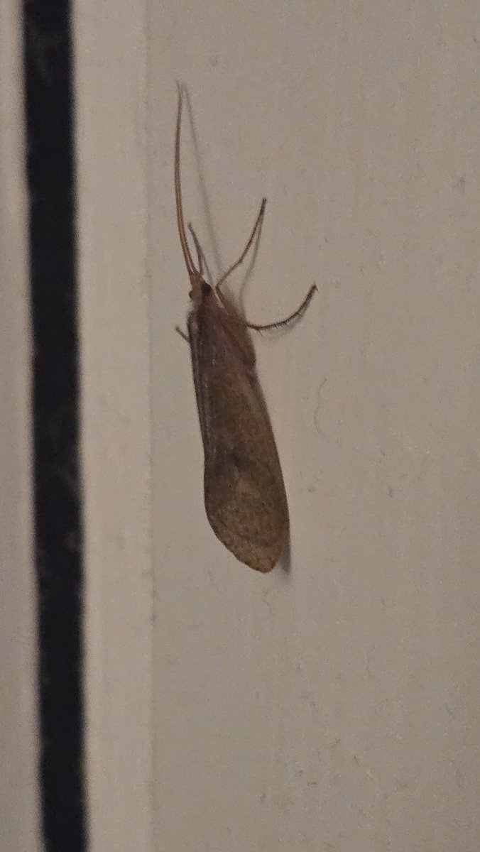 Trans_Idi1t's tweet image. what is this. #bugtwt #help #assistance