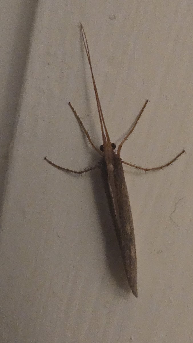 Trans_Idi1t's tweet image. what is this. #bugtwt #help #assistance