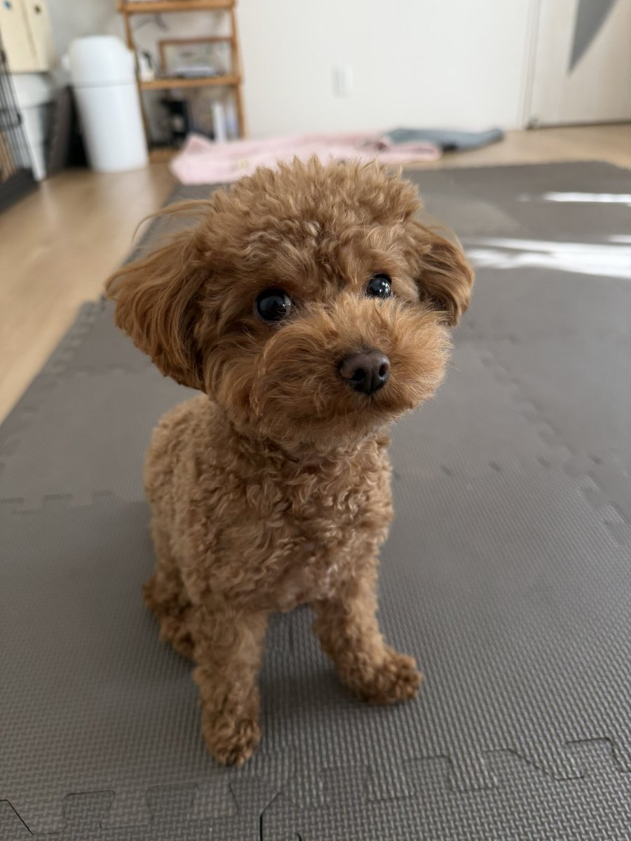 ジャン・アルジ@原付軍幕キャンパー tweet media