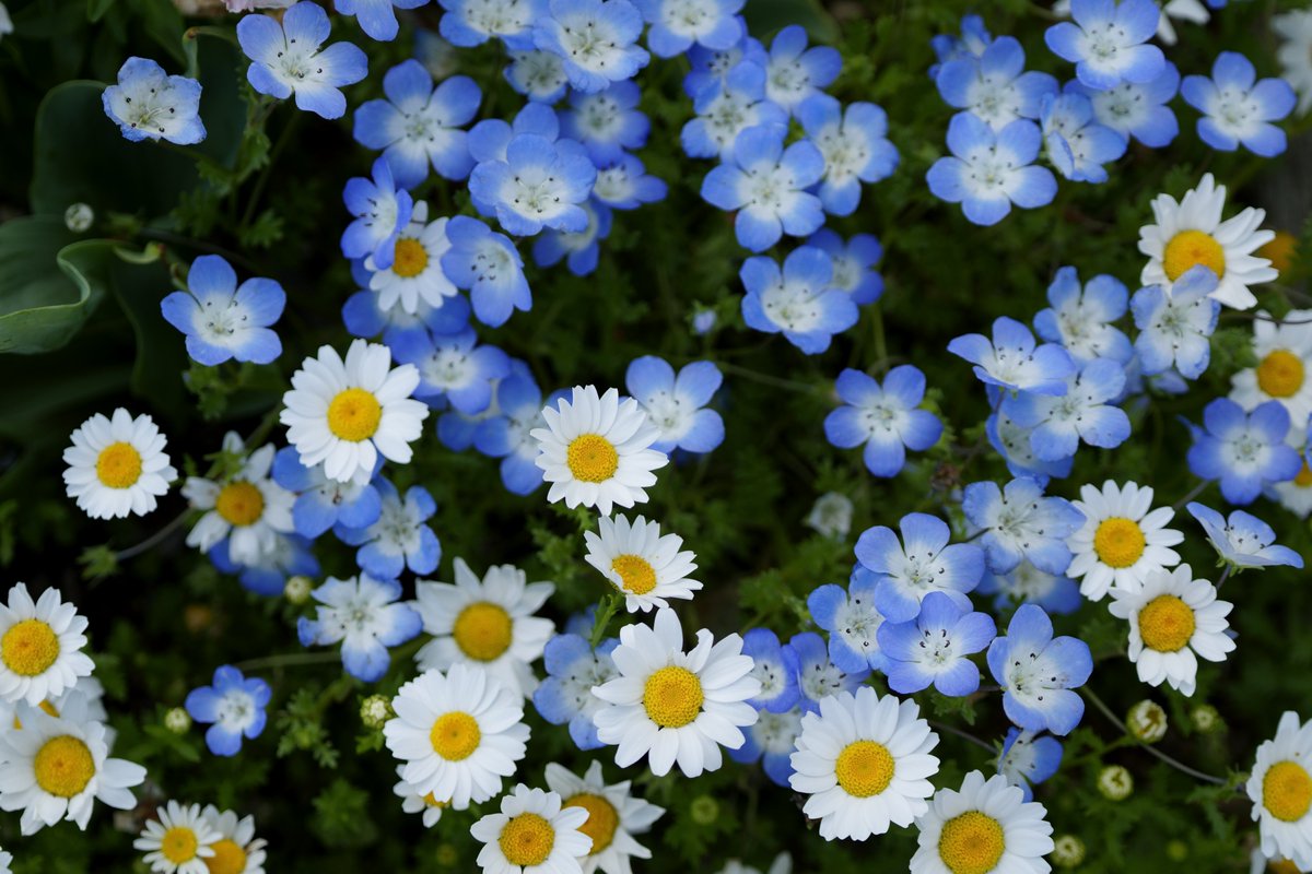 kicky_foto's tweet image. おはようございます😆
映画2本見ちゃって寝不足😅

よき休日を👋

α7V
FE 70-200mm F4 Macro G OSS II

#SonyAlpha　#花　#小田原