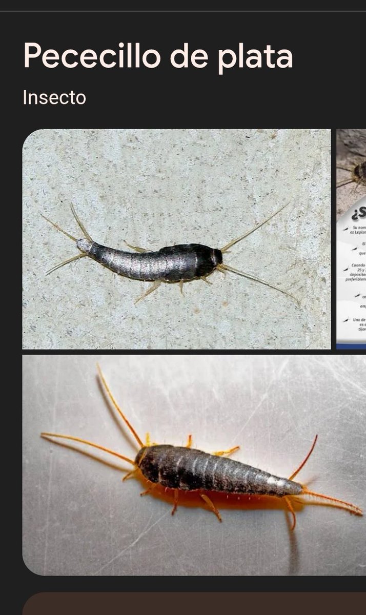 Ximena 💛💛💛💙💙❤️❤️ tweet media