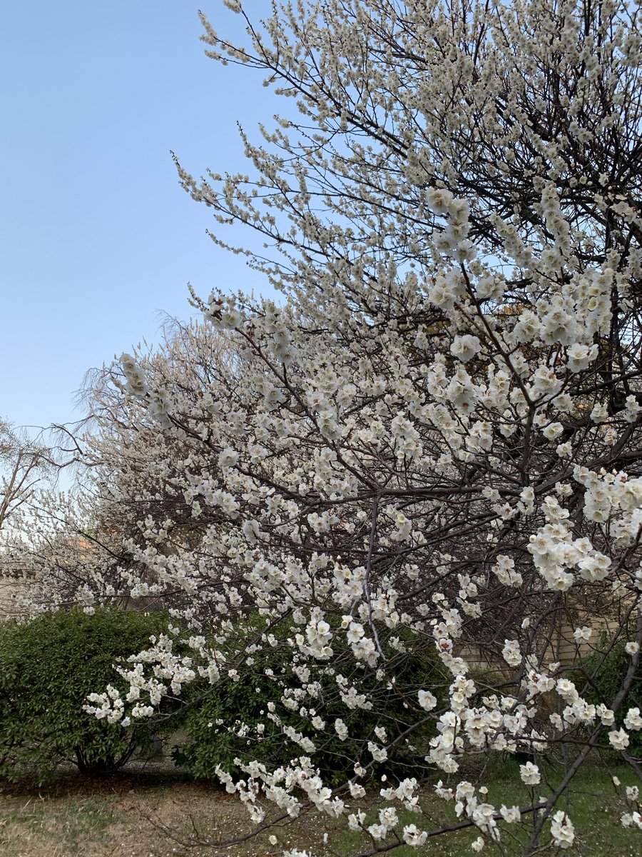 おどるきつね tweet media