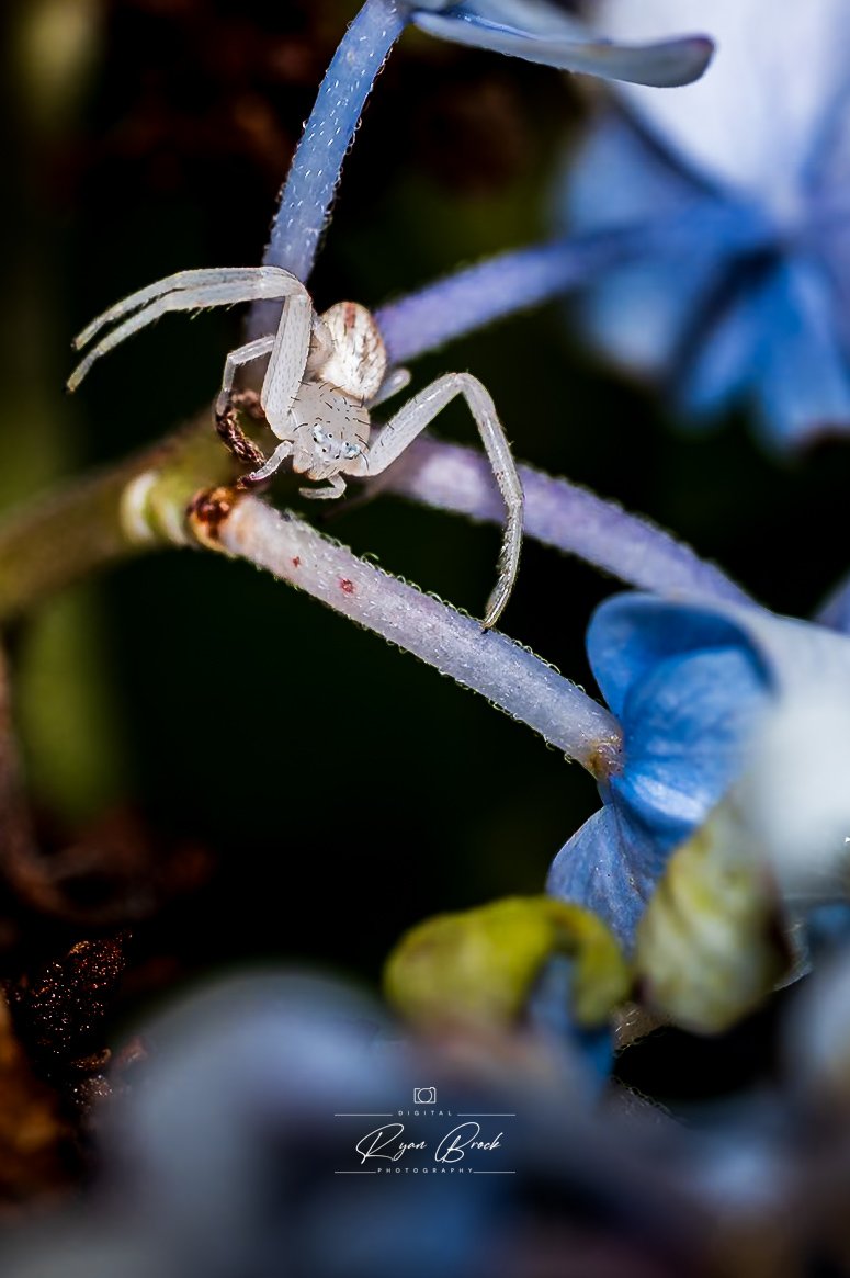 White spider on my hydrangeas.