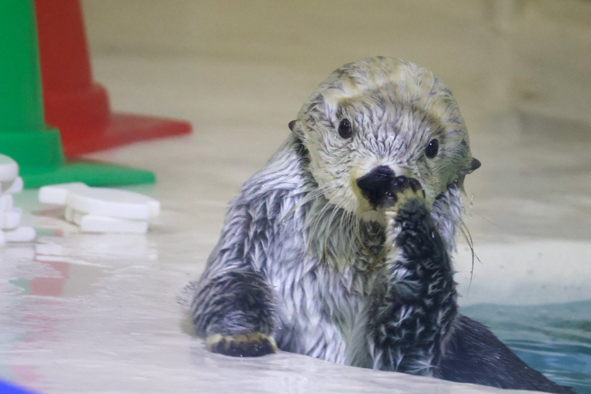 まるこ🦦 tweet media