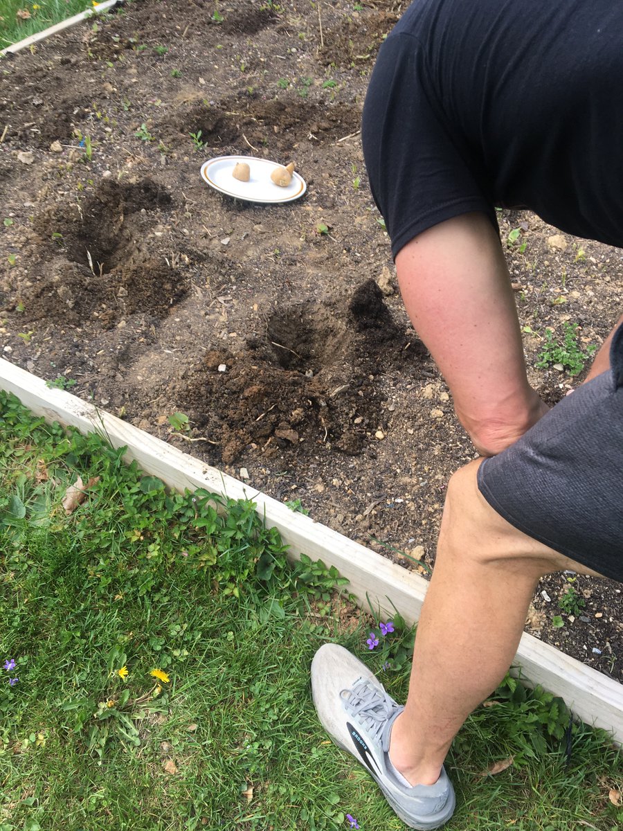 joylilacbeauty's tweet image. Potato planting day with hubby!!  #gardening #garden #gardener #plant #hubby #couples #marriage