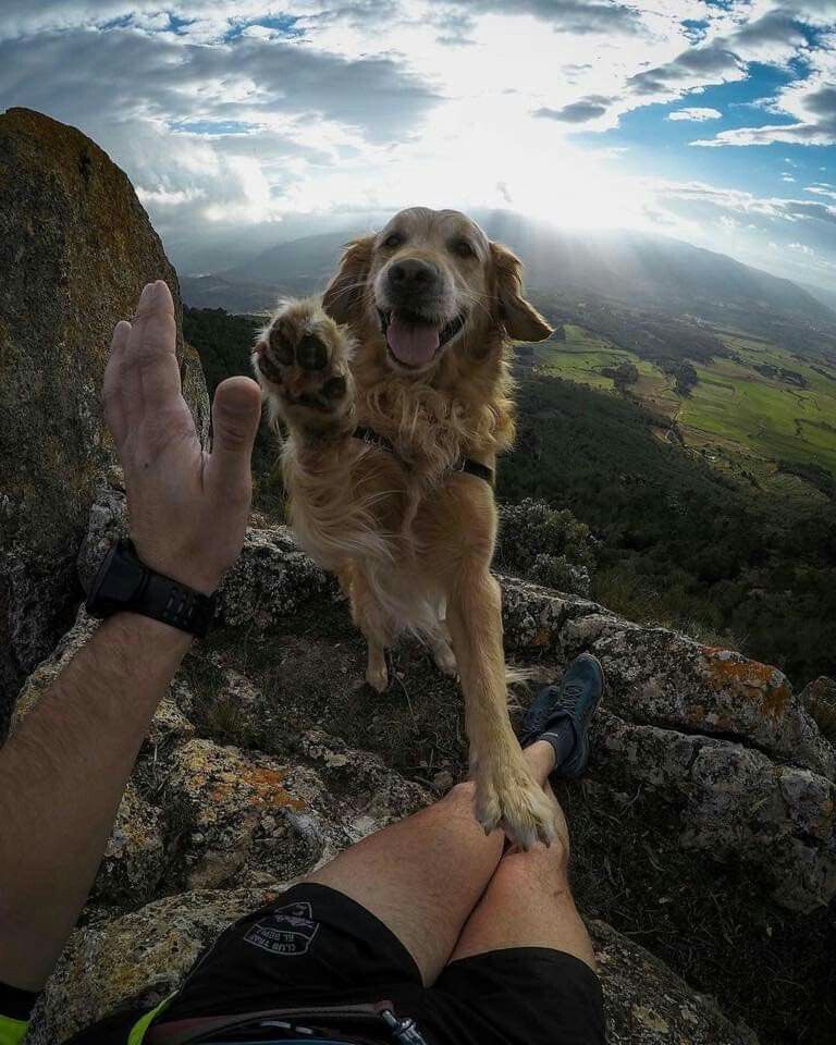 everything dogs 🐶 tweet media
