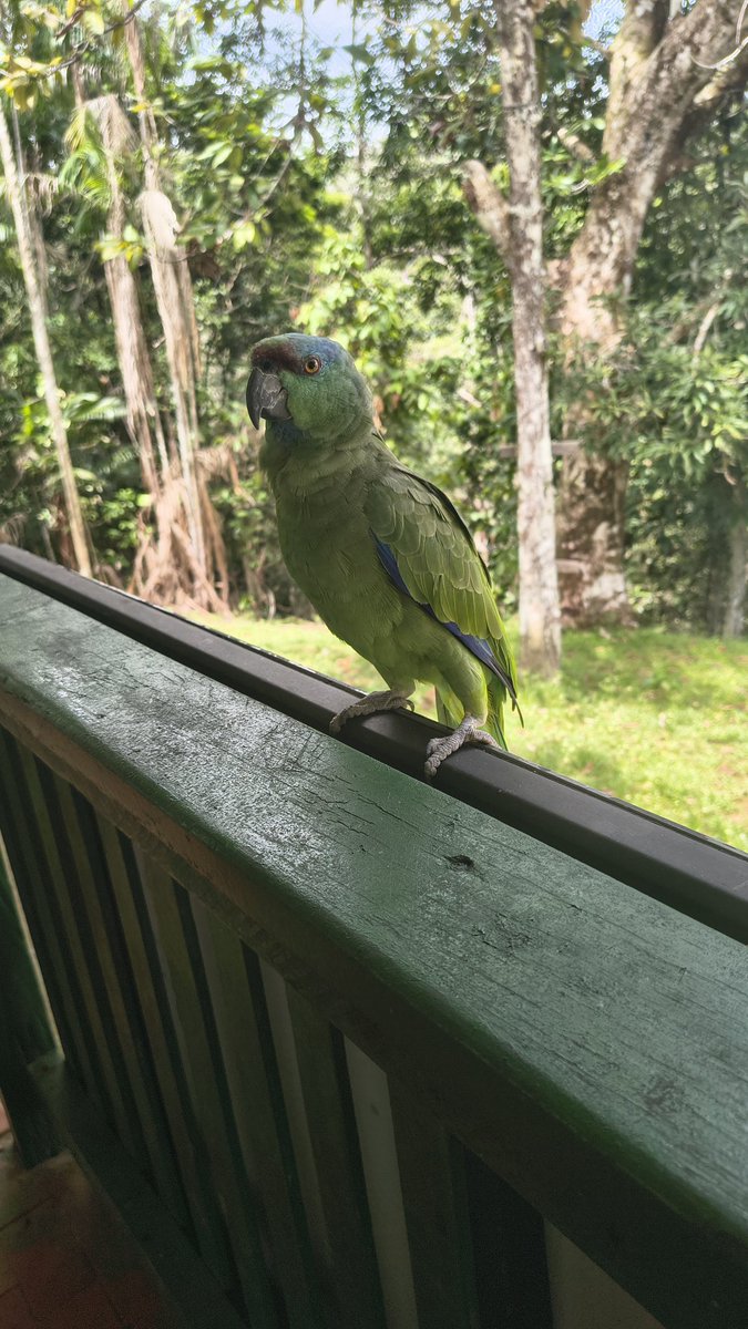 joonmononami's tweet photo. @MsKirona Tenho essa foto que tirei recente no Parque Nacional de Anavilhanas https://t.co/ibY05AsQ3P