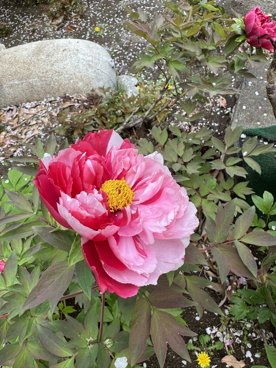 摩尼（マニ）　寺フェス有難うございました！ tweet media