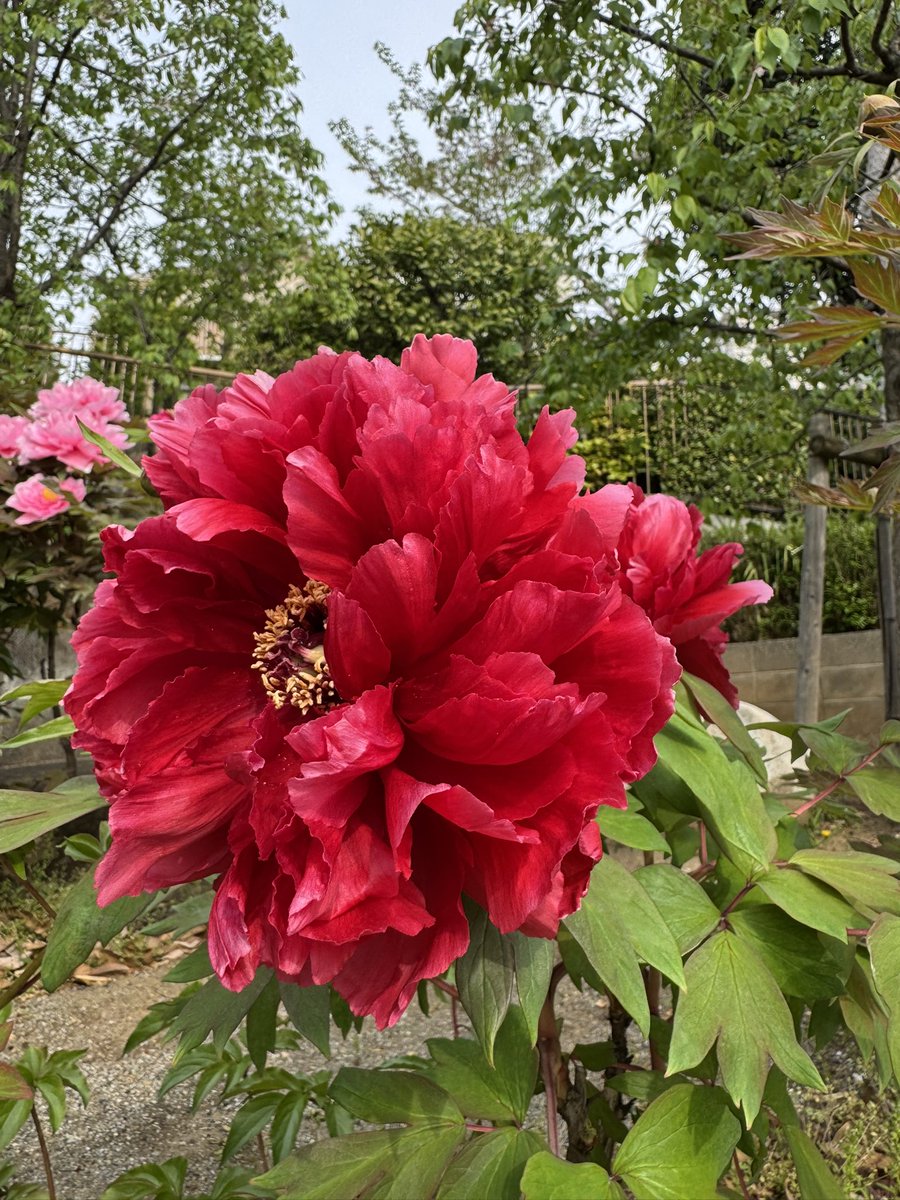 摩尼（マニ）　寺フェス有難うございました！ tweet media