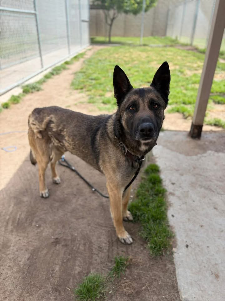 fionaismybitch's tweet image. Euthanasia scheduled Monday 04/20 at 6:30 am 💔

MISUNDERSTOOD AND IN DANGER‼️💔

Ruckus came to the shelter with his friend Poppy (#A608764). They were brought to the shelter when officers entered a marijuana grow site and found them chained to the fence. On the chain, Ruckus