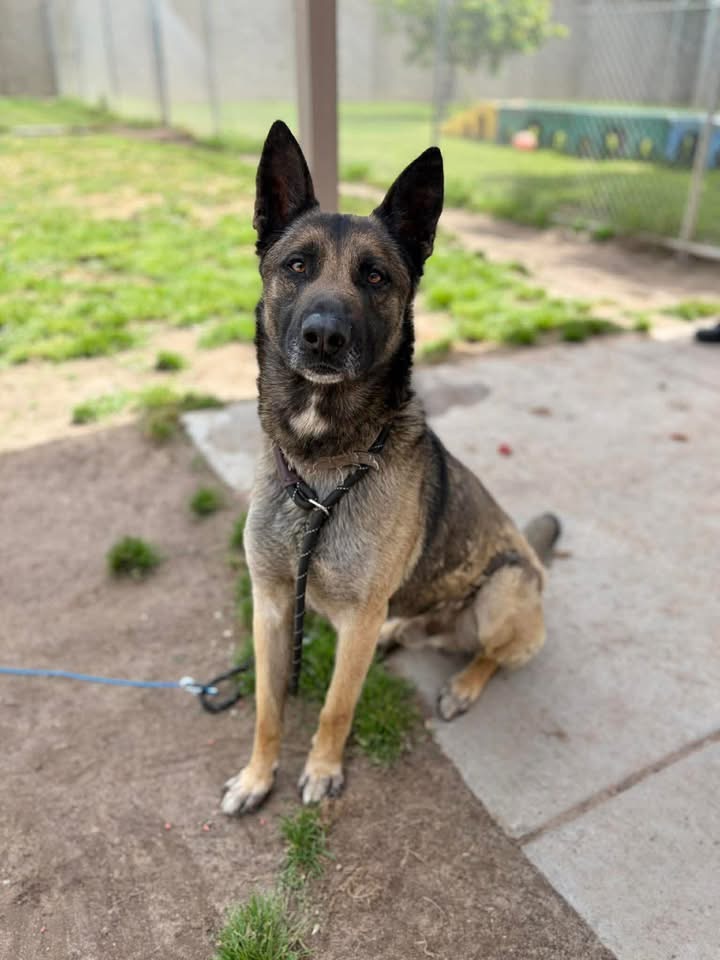 fionaismybitch's tweet image. Euthanasia scheduled Monday 04/20 at 6:30 am 💔

MISUNDERSTOOD AND IN DANGER‼️💔

Ruckus came to the shelter with his friend Poppy (#A608764). They were brought to the shelter when officers entered a marijuana grow site and found them chained to the fence. On the chain, Ruckus