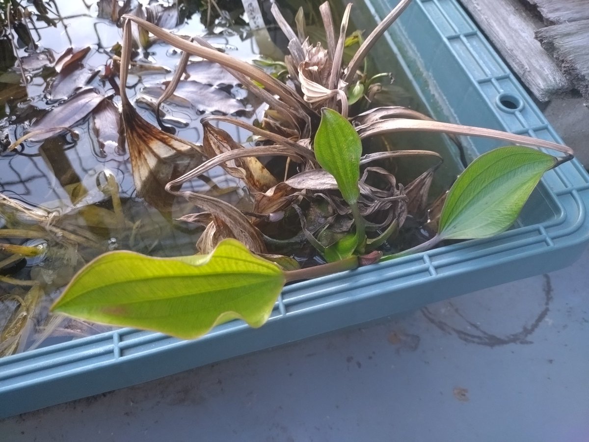 葉っぱ 種子葉4枚… : r/vegetablegardening