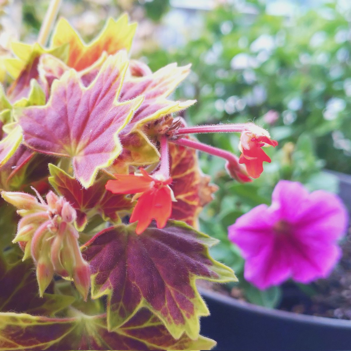 今は曇り空🙄
これから晴れてくるのかな☀

昨日はフルート友たちと
音あそび🎵
フルート以外の楽器も使って
気ままにアンサンブル🪈🎹🪗
こういうのが一番
楽しかったりする🤭

モミジバゼラニウムの花
せっかく咲いたのに目立たない😂❤️

おはようございます
よい一日になりますように🍀