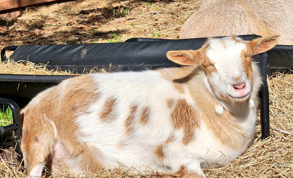 🐐Winston🌈Thatcher🌈Domino, Walnut, Jasper🐐 tweet media