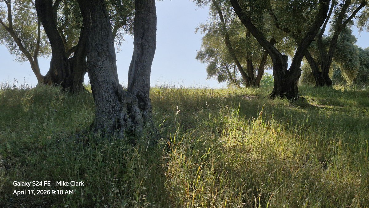 glasslakeerie's tweet image. #sacramento
#botanicalgarden
#olivegrove