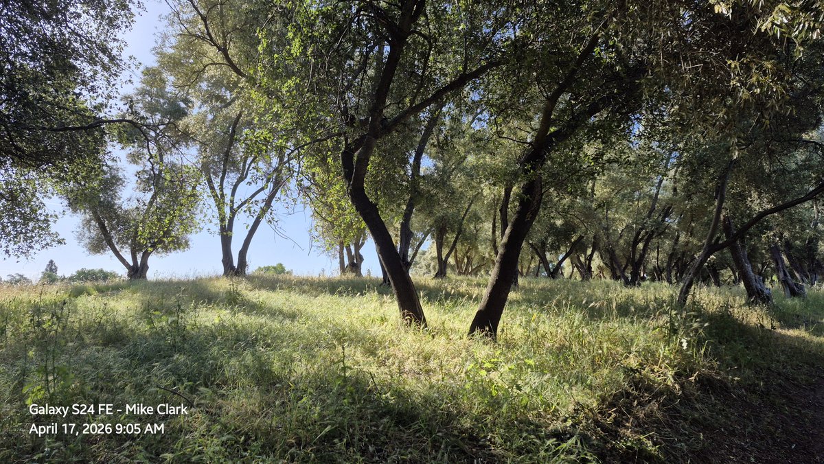 glasslakeerie's tweet image. #sacramento
#botanicalgarden
#olivegrove