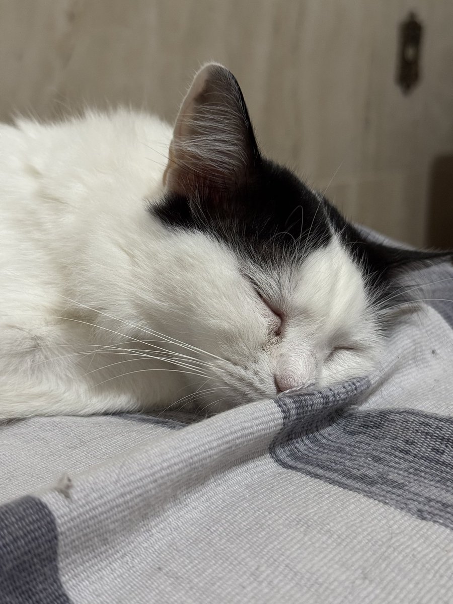 O caos 🏳️‍🌈 tweet media