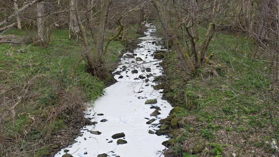 MORAY

Criminal decorator needs to be prosecuted

Wild salmon have been found dead on the banks of a Moray river after white paint was spilled into the water.

The pollution episode near Aberlour left the water in the Burn of Carron - a tributary of the River Spey - a milky white