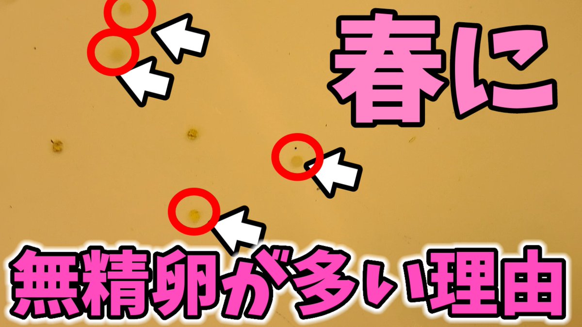 安らぎAQUAちゃんねる【YouTube】 tweet media