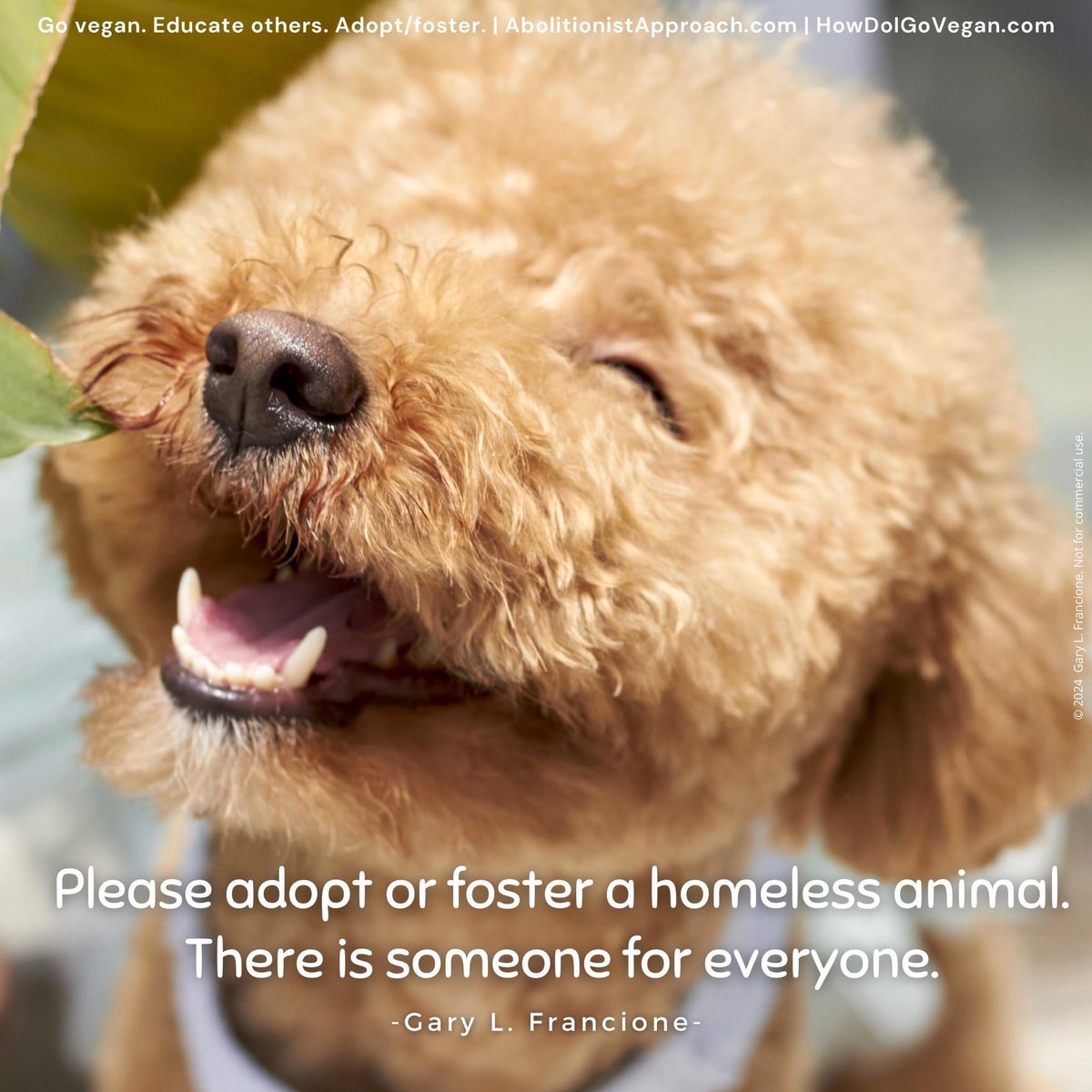 garylfrancione's tweet image. NYC-ACC kill lists now called "Emergency Placement". Shelter stress makes adoptions/fosters URGENT: tinyurl.com/EMERG-ACC Others here: tinyurl.com/FBK-ACC OR shelters near you. They are in this mess because of us. #Adopt #foster any animal(s) you can. Thank you &amp;amp; go #vegan.