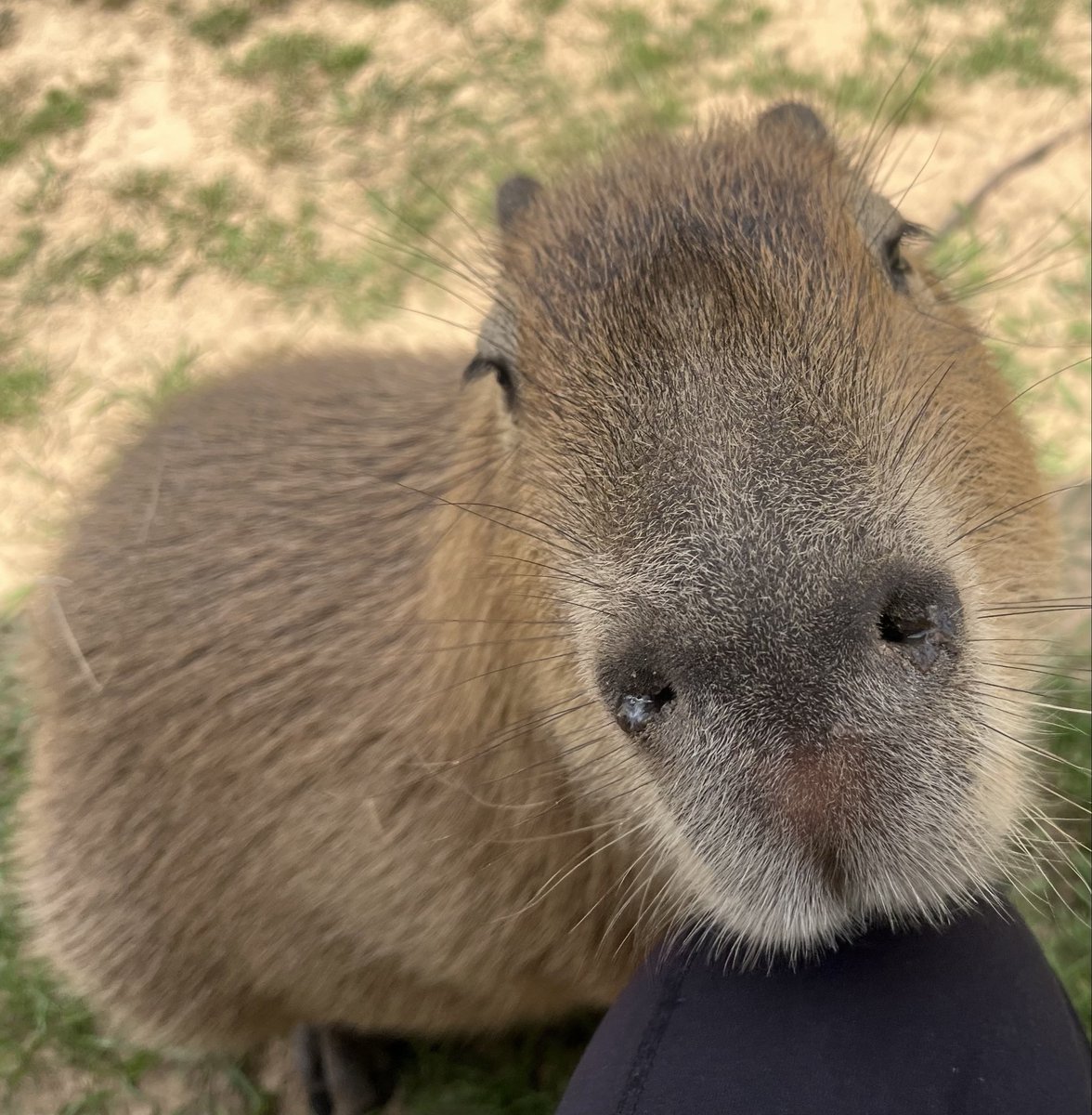 My Mom and Dad fed some Capybaras today :)