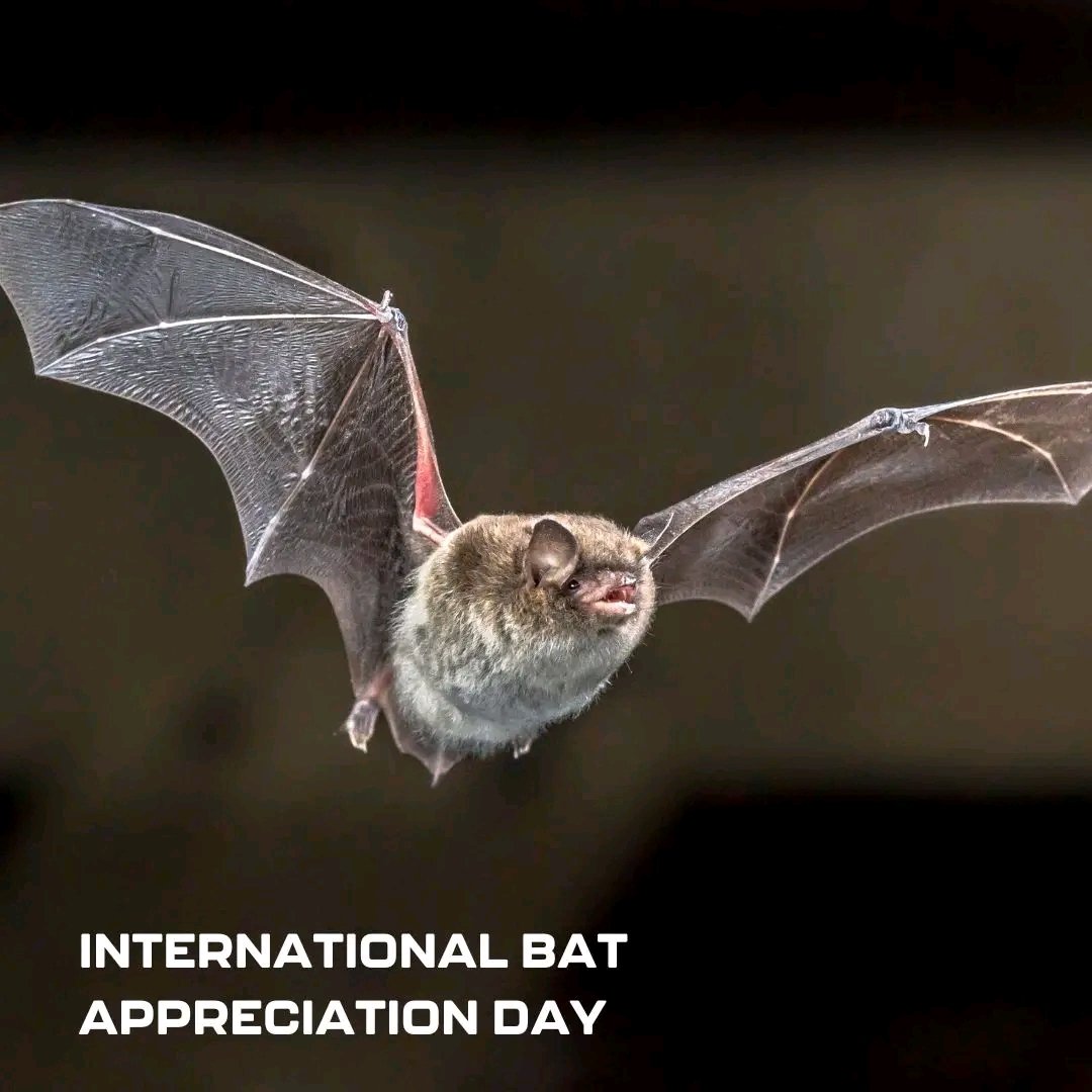 KanyemboBenson's tweet photo. Bats = pollinators, pest controllers, forest guardians.
Not fear—resilience. 🦇🌍
Protect the wings that protect us.
#BatAppreciationDay #ConservationMatters #GuardiansOfTheNight #EcoHeroes https://t.co/RpVqZA2N4z
